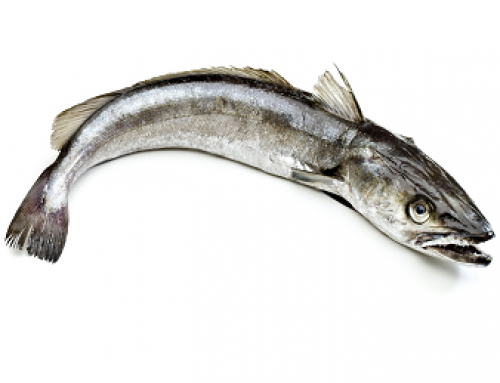 Merluza
