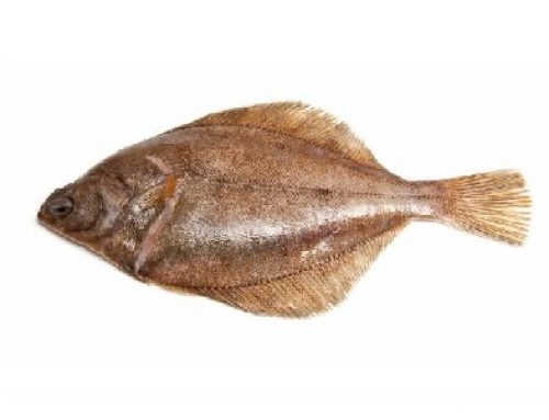 Platija