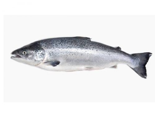 Salmón