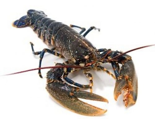 Bogavante