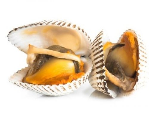 Moluscos