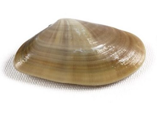 Coquina Pasteurizada