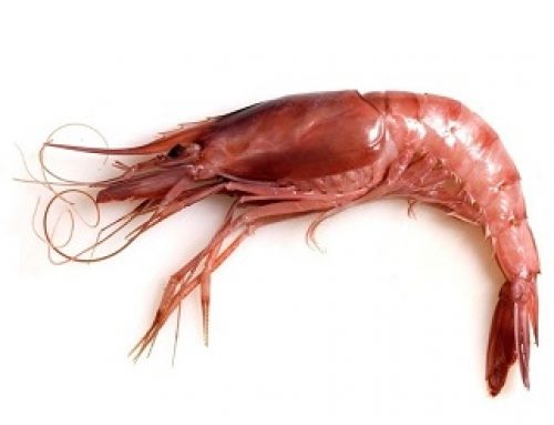 Gamba