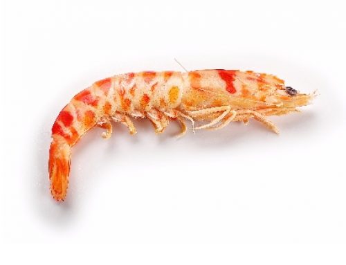 Langostino Rayado
