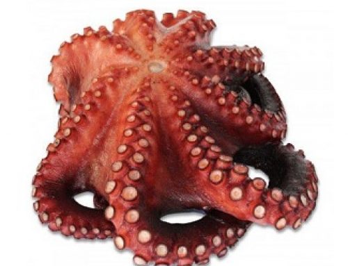 Pulpo